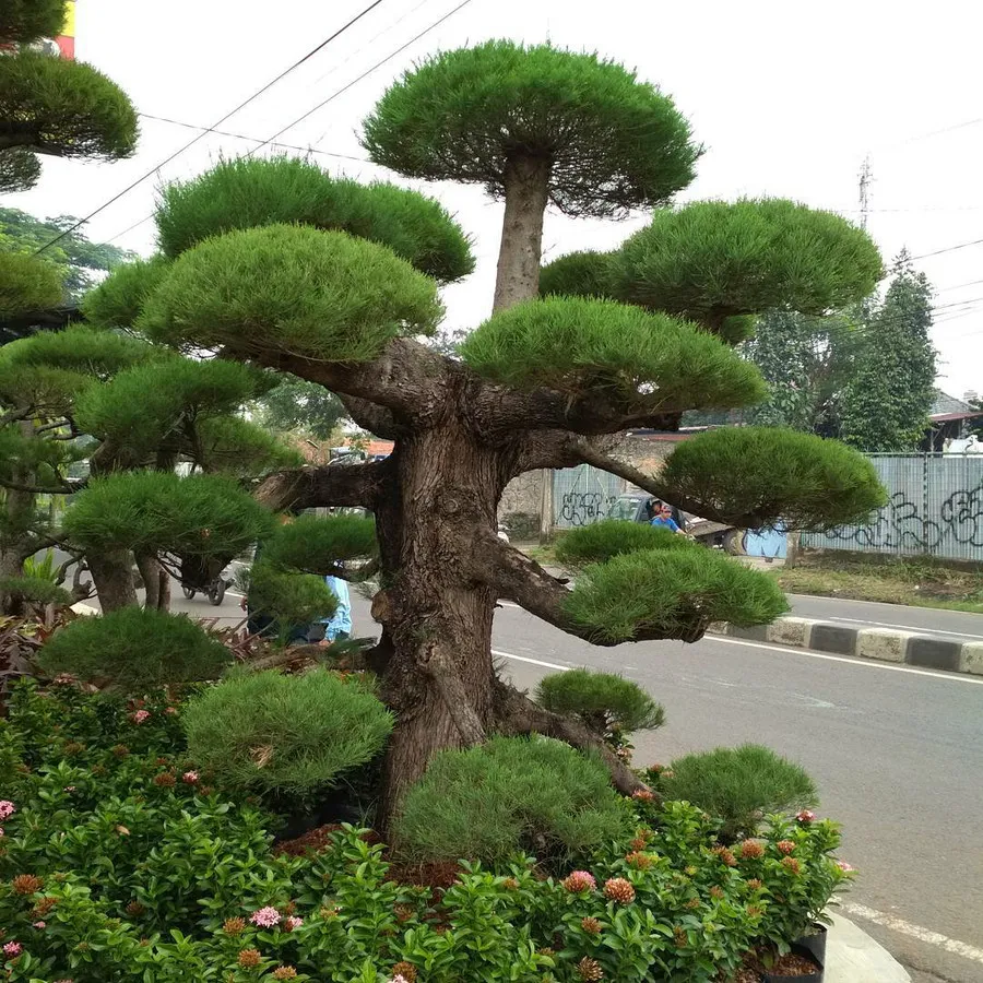 bonsai cemara udang